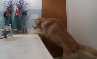 Con ayuda de hocico, el can cierra la puerta y enciende la ventilación (CAPTURA) 