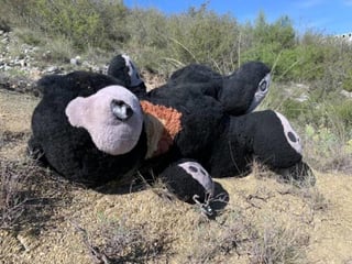 Esta mañana, vecinos de las colonias Nogales lll y María del León en Saltillo reportaron a las autoridades el avistamiento de un 'gran oso' en su localidad. (INTERNET) 