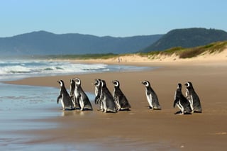 El número de pingüinos rescatados en los seis primeros meses de este año es 30 veces superior al del mismo período de 2019. (EFE)
