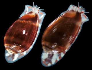 Investigadores mexicanos analizan el veneno de caracoles marinos para diseñar futuros fármacos, pues algunas de sus moléculas podrían ser útiles contra el dolor crónico y enfermedades neurodegenerativas como el alzheimer y parkinson. (ARCHIVO) 