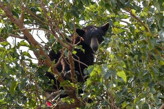 Tras deambular por varios departamentos de la siderúrgica 1 de Altos Hornos de México (AHMSA), un oso negro de unos 80 kilogramos de peso fue capturado con vida e internado en el Zoológico Municipal. (EL SIGLO COAHUILA)