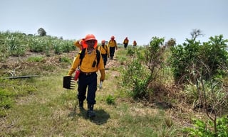 Especialistas y funcionarios del Gobierno de Veracruz iniciaron la reforestacion del Área Verde Reservada San Juan del Monte, afectada el año pasado por un fuerte incendio forestal que arrasó más de 500 hectáreas de bosque. (ESPECIAL)