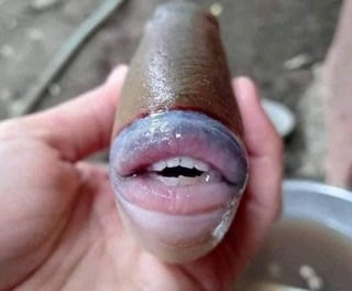 Se trata de un 'Balistidae', una especie de pez que tiene más de 30 tipos de formas, pero son caracterizados por su gran boca y afilados dientes, con los cuales puede devorar con facilidad el molusco. (TWITTER) 