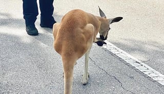 La Policía de la ciudad floridana de Fort Lauderdale, al norte de Miami, 'detuvo' este jueves a un canguro que se encontraba merodeando por las calles de este municipio. (ESPECIAL) 