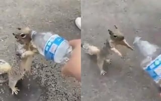 El animal hizo ademanes con sus patas para atraer la atención del niño que cargaba con una botella de agua (CAPTURA) 