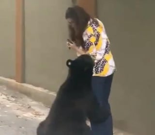 A través de redes sociales las imágenes se volvieron virales, e incluso, algunos internautas aseguraron que se trataba del mismo oso del primer video popular de este mes. (CAPTURA) 