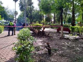 Este martes personal de Protección Civil, Ecología y Servicios Públicos del municipio acudió al Parque Morelos donde cayó un gran árbol durante la noche del lunes. (EL SIGLO DE TORREÓN) 