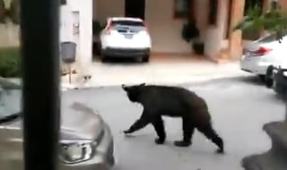 Los movimientos del oso eran vigilados por oficiales a bordo de patrullas (CAPTURA) 