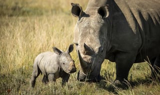 La caza furtiva de rinocerontes se redujo un 53 % en la primera mitad de 2020 en Sudáfrica, el país que alberga la mayor colonia de estos animales del mundo, debido mayoritariamente a las restricciones de movimiento impuestas por la pandemia de COVID-19. (ARCHIVO) 