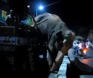 Elefante escapa del camión en el que era transportado y merodea por la ciudad