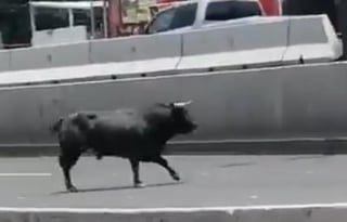 El animal había escapado de la Plaza de Toros Santa María, en Querétaro (CAPTURA)