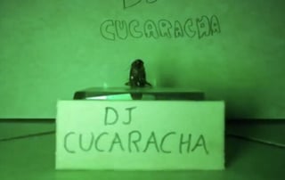 El 'concierto' de la cucaracha DJ ha generado memes tras hacerse viral en redes sociales (CAPTURA) 