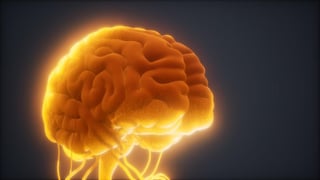 Un equipo multidisciplinar de investigadores españoles ha descubierto que el hipocampo, una región del cerebro clave para la memoria, emplea dos tipos de ondas para analizar simultáneamente la información del exterior y los recuerdos de la memoria y adaptarse así a las demandas cognitivas de cada momento. (ESPECIAL) 