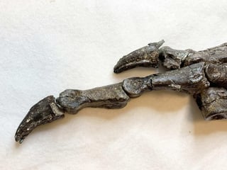 Paleontólogos de la Universidad de Southampton han descubierto en la isla de Wight, al sur de Inglaterra (Reino Unido), restos óseos que pueden pertenecer a una nueva especie de dinosaurio. (ARCHIVO) 