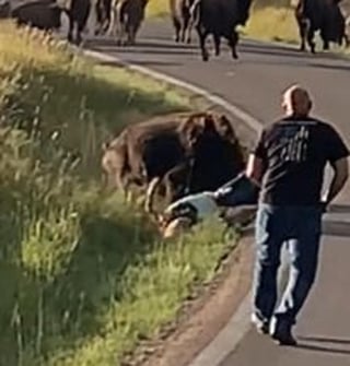 Mujer es ferozmente atacada por un bisonte por haberse acercado demasiado