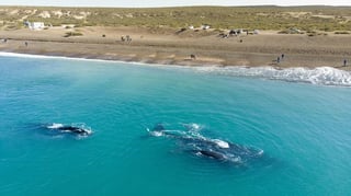 Una decena de ballenas danzan junto a sus crías sin que nadie las perturbe frente a las costas de la Patagonia argentina. (ARCHIVO)