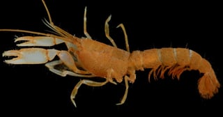 Un equipo del Instituto Smithsonian de Investigaciones Tropicales (STRI), con sede en Panamá, descubrió una nueva especie de camarón en la isla de Coiba. (ESPECIAL) 