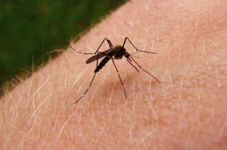El dengue se transmite por medio del piquete del mosquito Aedes aegypti. El brote fue reportado en la colonia Eduardo Guerra.
