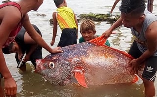 El hallazgo del ejemplar en Filipinas, fue asociado con el pez remo (CAPTURA)  