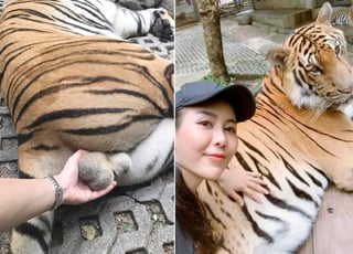La fotografía fue tomada en un zoológico de Tailandia. (INTERNET)