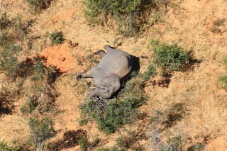 El número de elefantes muertos en el oeste de Zimbabue debido posiblemente a una infección bacteriana provocada por comer plantas venenosas se ha elevado a 22 y “se prevén más muertes”. (ARCHIVO) 