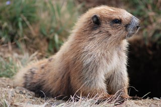 Un equipo de investigación europeo ha descubierto que las marmotas alpinas que viven en los Pirineos catalanes y franceses se comunican con gritos en dialectos diferentes. (ESPECIAL) 