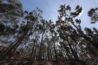 Los árboles que crecen rápido tienen una vida útil más corta, lo que puede alterar la población de los bosques y por tanto el almacenamiento de carbono, crucial para frenar la emergencia climática. (ARCHIVO) 