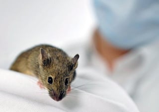 Investigadores del Centro Nacional de Investigaciones Oncológicas (CNIO) han conseguido, en experimentos con ratones, una estrategia eficaz para inducir una importante regresión de los tumores de pulmón causados por uno de los oncogenes más agresivos (el KRAS). (ESPECIAL) 