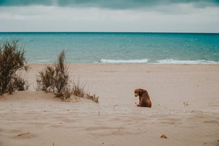 Tal vez tengas pensado llevar a tu mascota contigo de vacaciones a la playa, o incluso ya lo hayas hecho anteriormente. Si es así, seguro que estás acostumbrado a lo mucho que los perros disfrutan jugar en la arena y si, también en el mar. (ESPECIAL)
