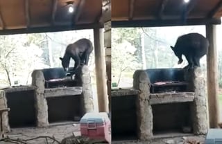 La familia filmó el momento en el que el oso se llevó la carne asada (CAPTURA) 