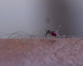 Declaró también que el dengue podría convertirse en una enfermedad transmitida por vectores que más incrementaría su propagación, como resultado del cambio climático. (FERNANDO COMPEÁN)