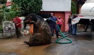 La botarga de la 'rata gigante' sorprendió a habitantes de la localidad al ser descubierta por los servicios de emergencia y Protección Civil en la alcaldía Magdalena Contreras (CAPTURA) 