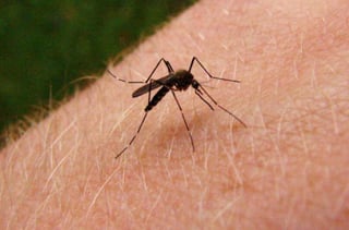 La Organización de la Salud ha informado que el mosquito Aedes Aegypti vive en hábitats urbanos y se reproduce principalmente en recipientes artificiales.