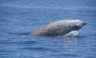 La zifio de Cuvier es una ballena de pequeño tamaño que, según los cálculos de expertos, no podría estar sumergida más de media hora, sin embargo, un estudio con participación de la Fundación Oceanogràfic de Valencia, documentó un inmersión de 3 horas y 42 minutos. (ESPECIAL) 