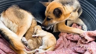 La perra tiene su propio cachorro, pero ha adoptado a los leones sin problema. (INTERNET)