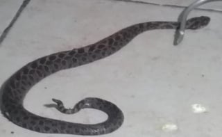 La serpiente será entregada a un Centro para la Conservación e Investigación de la Vida Silvestre (CIVS), de la Secretaría del Medio Ambiente y Recursos Naturales (Semarnat). (Especial) 