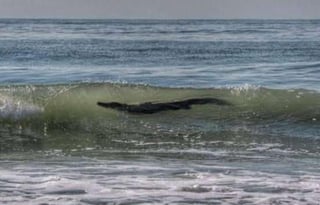 El animal que se dice posee 3 metros de largo en su cuerpo, fue visto deambulando en la orilla de la playa (CAPTURA) 