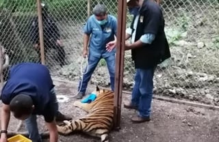 Rescataron un tigre de Bengala de unos ochos meses de 100 kilogramos de pesos que estaba encerrado en una jaula. (ESPECIAL)