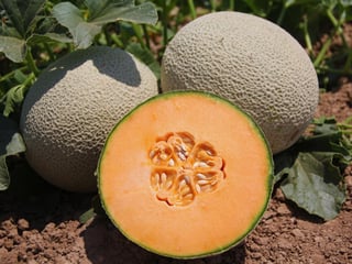Comían unos 500 gramos de semillas de melón al día. (INTERNET)