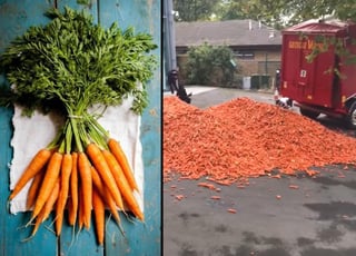 Las zanahorias serán eventualmente donadas para alimentar animales. (INTERNET)