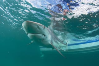 Unas organización sin fines de lucro ha lanzado una convocatoria en el sitio Change.org para pedir que se detenga la fabricación de unas vacunas contra el COVID-19 luego que el empleo de escualeno pone en peligro a los tiburones. (ARCHIVO) 