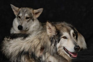 Los huskies han destacado en el cine en películas que los llevaron a la fama, e incluso incrementaron la adopción de estos cachorros. (ESPECIAL)
