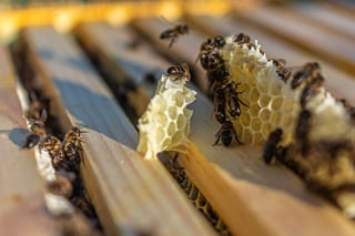 Un enjambre de abejas provocó la muerte de una persona y lesiones en otras.