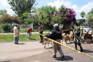 Entre los hechos violentos ocurridos el lunes, 12 cuerpos fueron abandonados en dos camionetas en la carretera 66, entre los límites de las localidades de Vanegas y San Tiburcio, San Luis Potosí.

