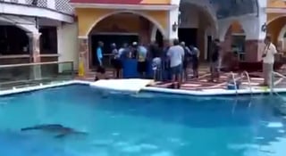 Los delfines fueron trasladados a albercas de hoteles en Cozumel con la intención de resguardaros durante el paso de 'Delta' (CAPTURA) 
