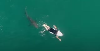 El surfista no se percató de la presencia del tiburón (CAPTURA)