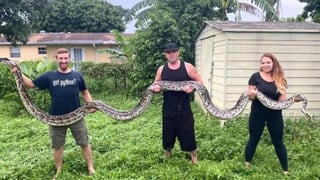Los cazadores Ryan Ausburn y Kevin Pavlidi, describieron a la serpiente como un 'monstruo', la más enrome que han capturado (ESPECIAL) 