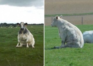 Los usuarios señalan que es extraño ver a una vaca tomando esa posición de descanso. (INTERNET)