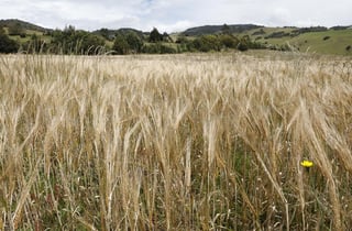 El Gobierno argentino aprobó la regulación del cultivo de un trigo transgénico 'pionero' que resiste mejor a las sequías y que produce la empresa Bioceres, originaria del mismo país. (ARCHIVO) 