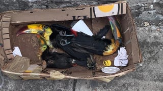 Los restos de tres tucanes fueron abandonados en una caja de cartón en calles de la ciudad de Puebla. (ESPECIAL)